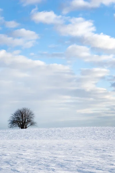 Albero nel paesaggio invernale — Foto Stock
