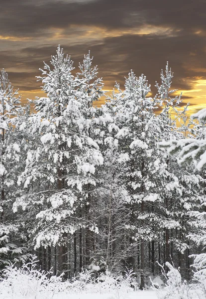 Foresta in inverno — Foto Stock