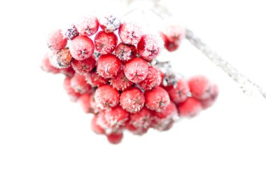 Frozen rowan berries clipart