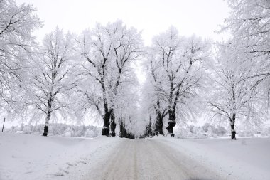 Trees in hoar frost clipart