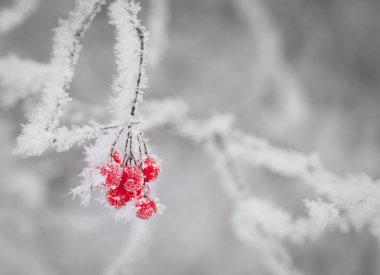 Red berries on twig clipart