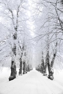 Trees in hoar frost clipart