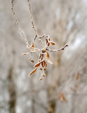 Frozen leaves clipart