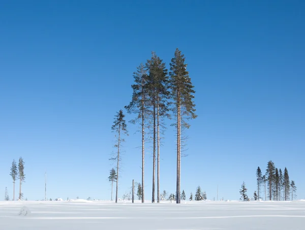 Träden på vintern — Stockfoto