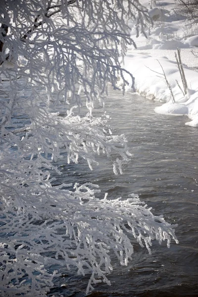 冷凍の枝. — ストック写真
