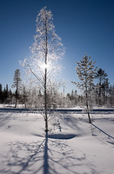 Bevroren birch tree — Stockfoto