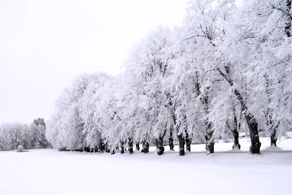 Aqvenuen in de winter — Stockfoto