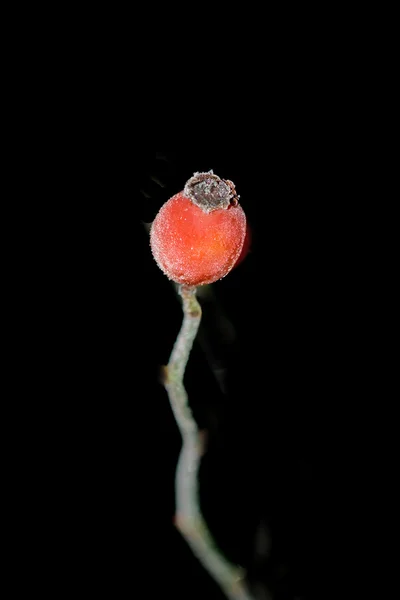 Rosa da anca — Fotografia de Stock
