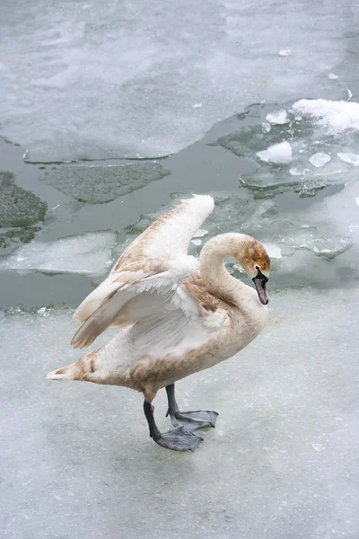 Молодой лебедь во льду — стоковое фото
