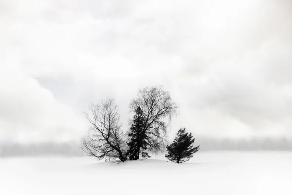 Stromy ve sněhu — Stock fotografie