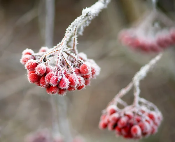 Donmuş üvez meyveleri — Stok fotoğraf