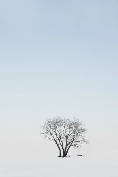 Árbol en invierno paisaje — Foto de Stock