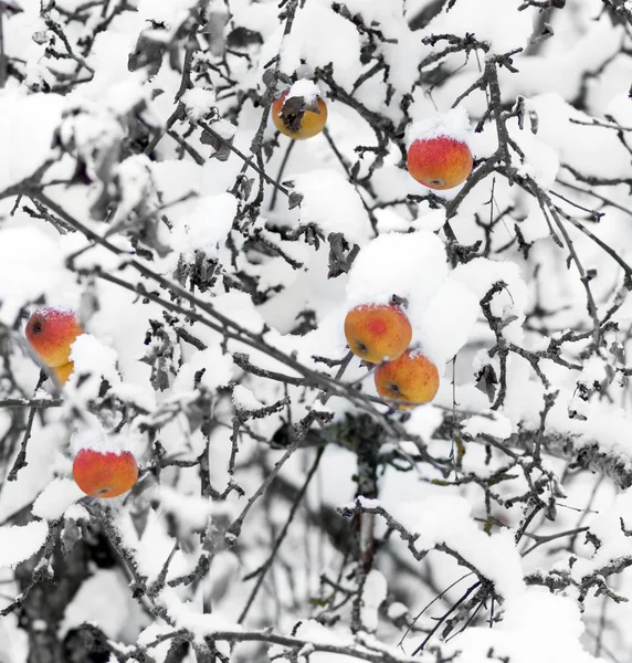 Apples in snow — Stock Photo, Image