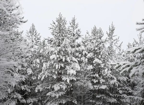 Winter forest — Stock Photo, Image