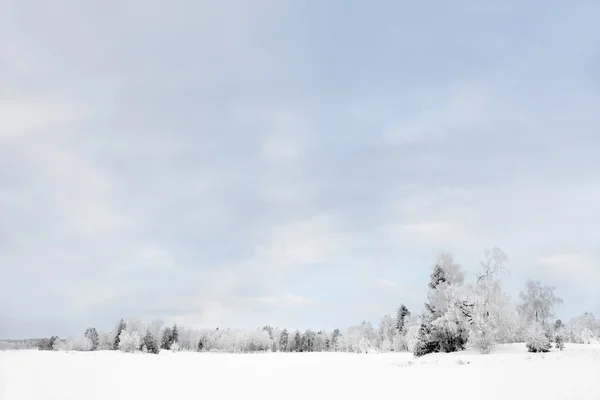 Árboles en rime frost — Foto de Stock