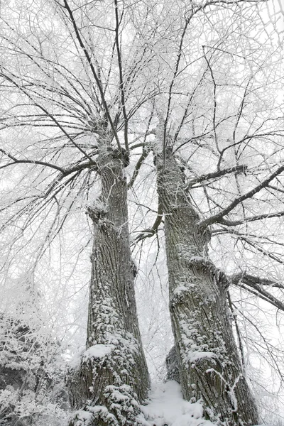 Duas árvores de inverno — Fotografia de Stock
