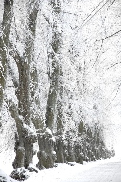 Avenida de inverno — Fotografia de Stock