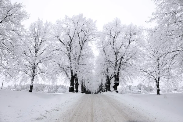 霜の霜の木 — ストック写真
