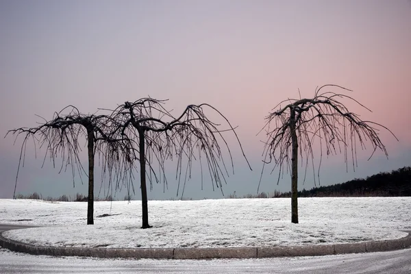 Голе дерево взимку — стокове фото