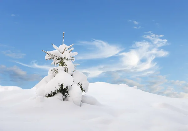 Spruce trädet täckt av snö — Stockfoto