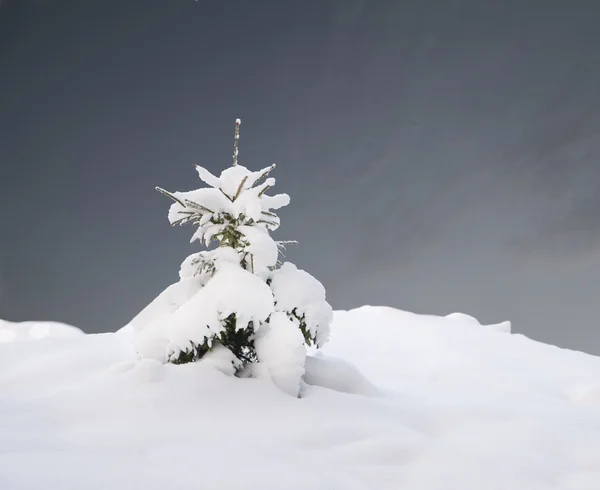 Елка, покрытая снегом — стоковое фото