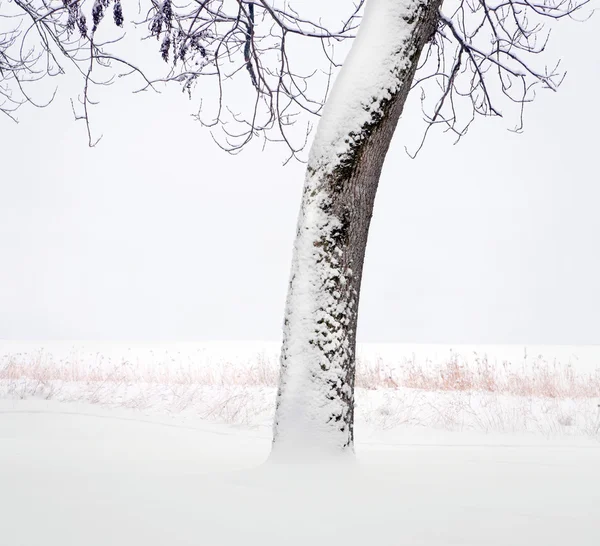 Drzewo zimą — Zdjęcie stockowe