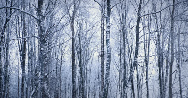 Árboles en invierno —  Fotos de Stock