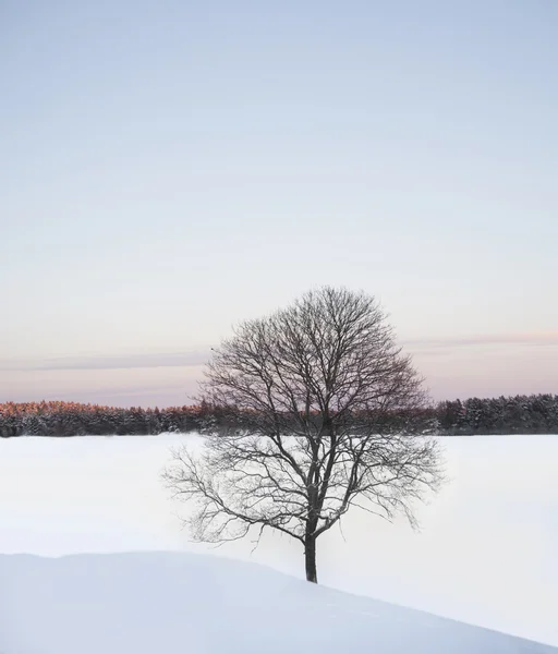 透明なツリー — ストック写真