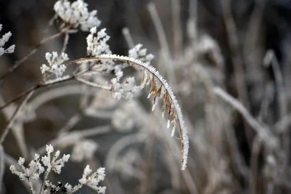 Plante avec cristaux de glace — Photo
