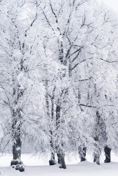 Δέντρα σε παγετό πάχνη — Φωτογραφία Αρχείου
