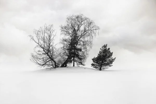 Ağaçlarda kar — Stok fotoğraf