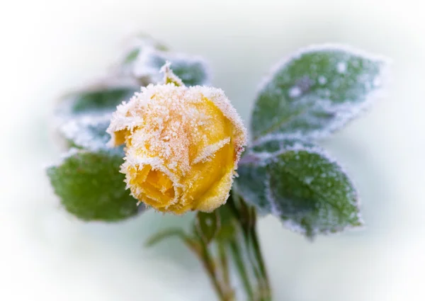 Холодная желтая роза — стоковое фото