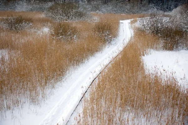 Pantano en invierno — Foto de Stock