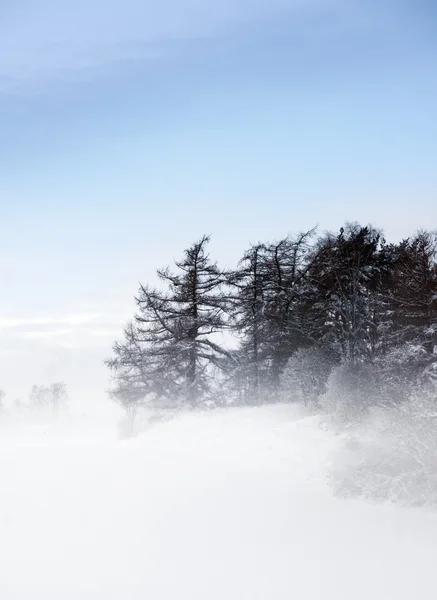 Nåletræer i tåge - Stock-foto