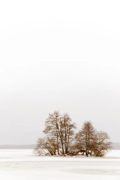 在冬季的一个小岛上的树木 — 图库照片