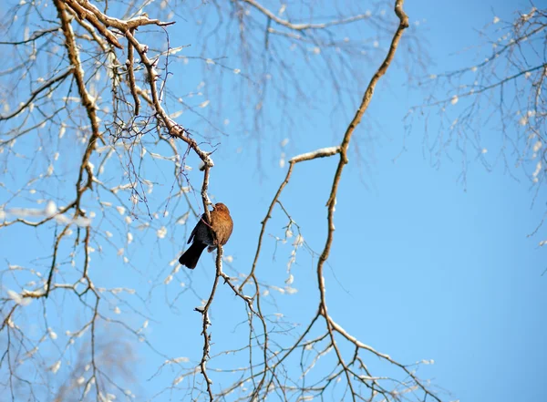 Fågel i träd — Stockfoto