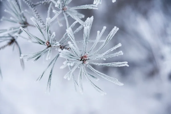 冷凍針 — ストック写真