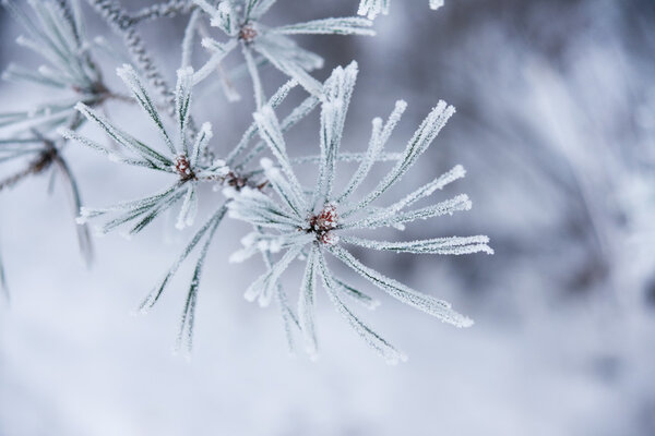 Frozen needles