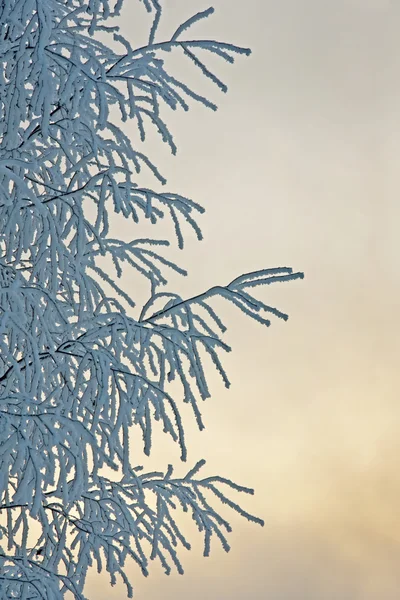 Träd med hoar frost — Stockfoto