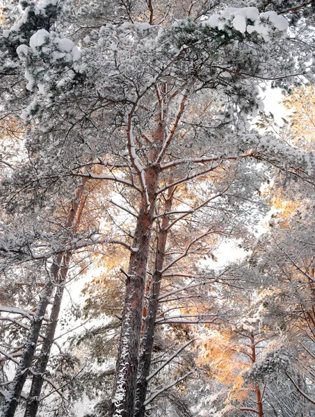 Pinos en invierno —  Fotos de Stock