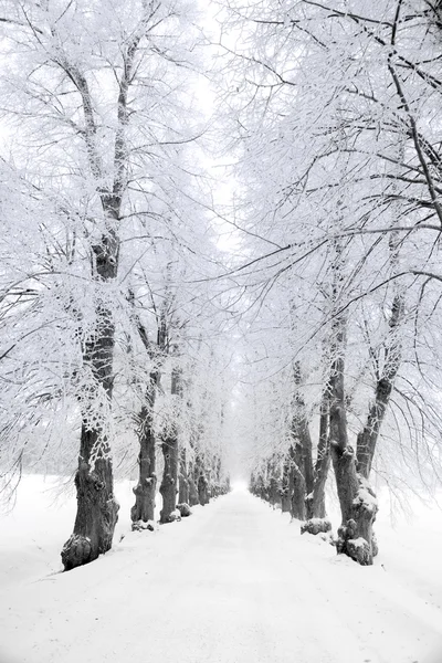 Träd i hoar frost — Stockfoto