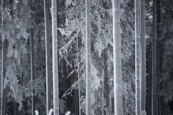 Деревянные стволы зимой — стоковое фото