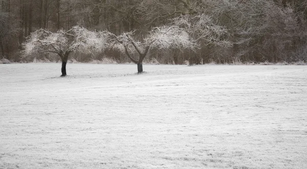霜冻树 — 图库照片