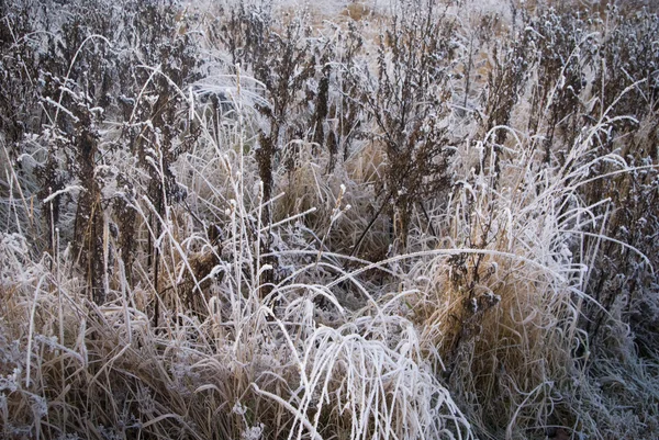 Field wit ice crystals — Stock Photo, Image