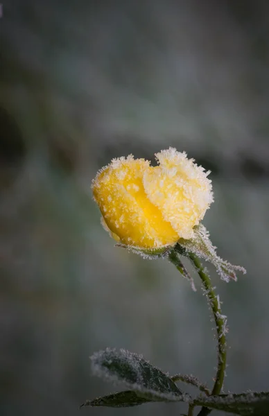 Trandafir cu cristale de gheață — Fotografie, imagine de stoc