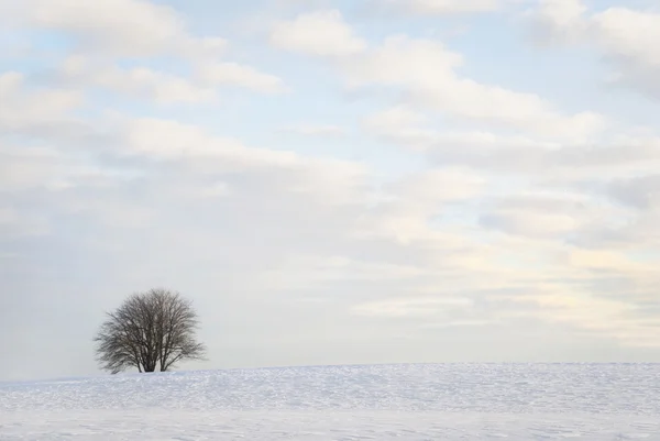 Drzewo w zimowym krajobrazie — Zdjęcie stockowe