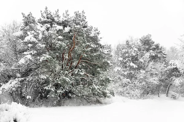 在暴风雪中的树木 — 图库照片