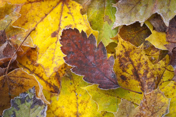Autumn leaves with frost — Stock Photo, Image