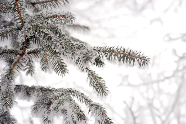 Aghi di pino in inverno — Foto Stock