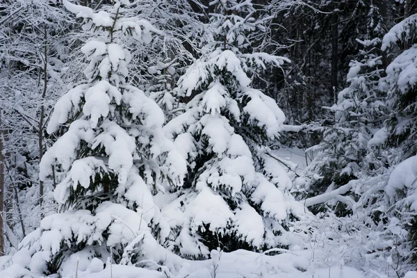 云杉树木在雪中 — 图库照片